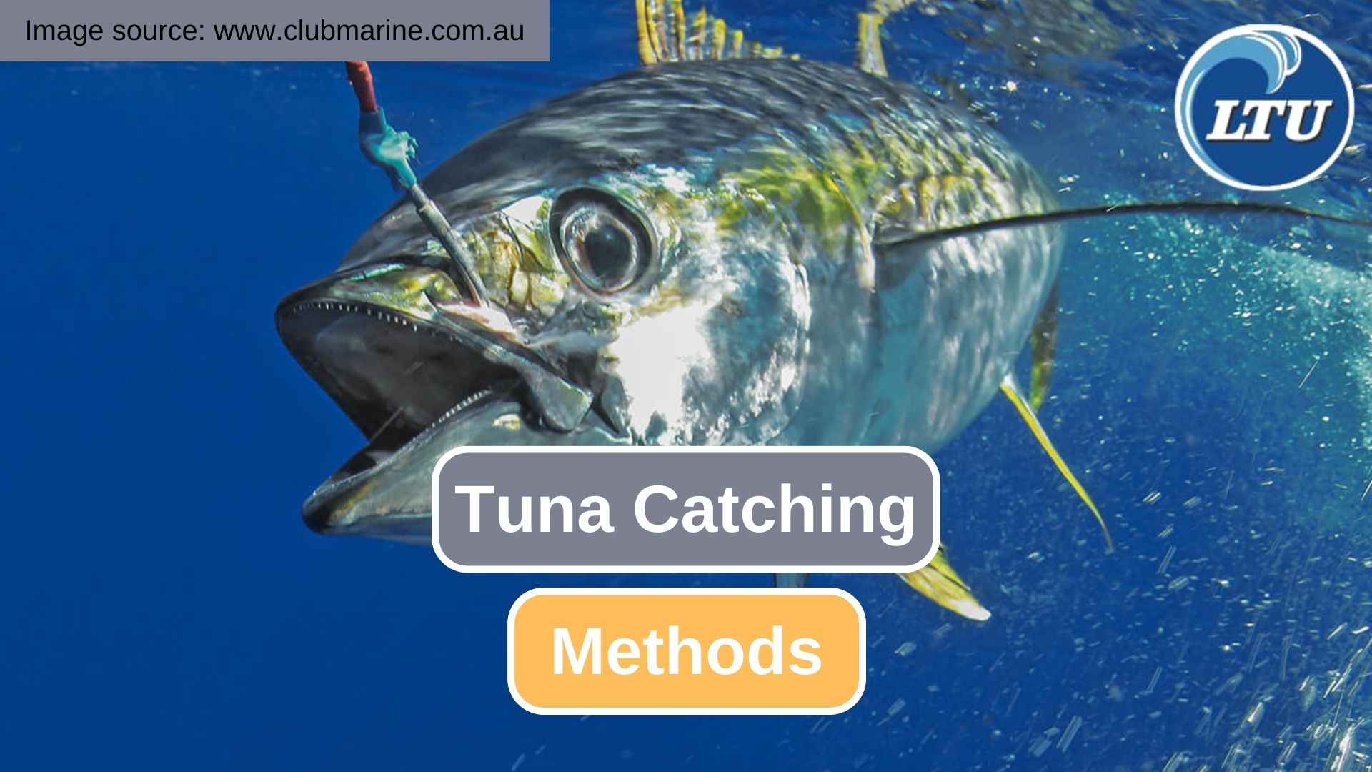 8 Ways of Tuna Catching Methods